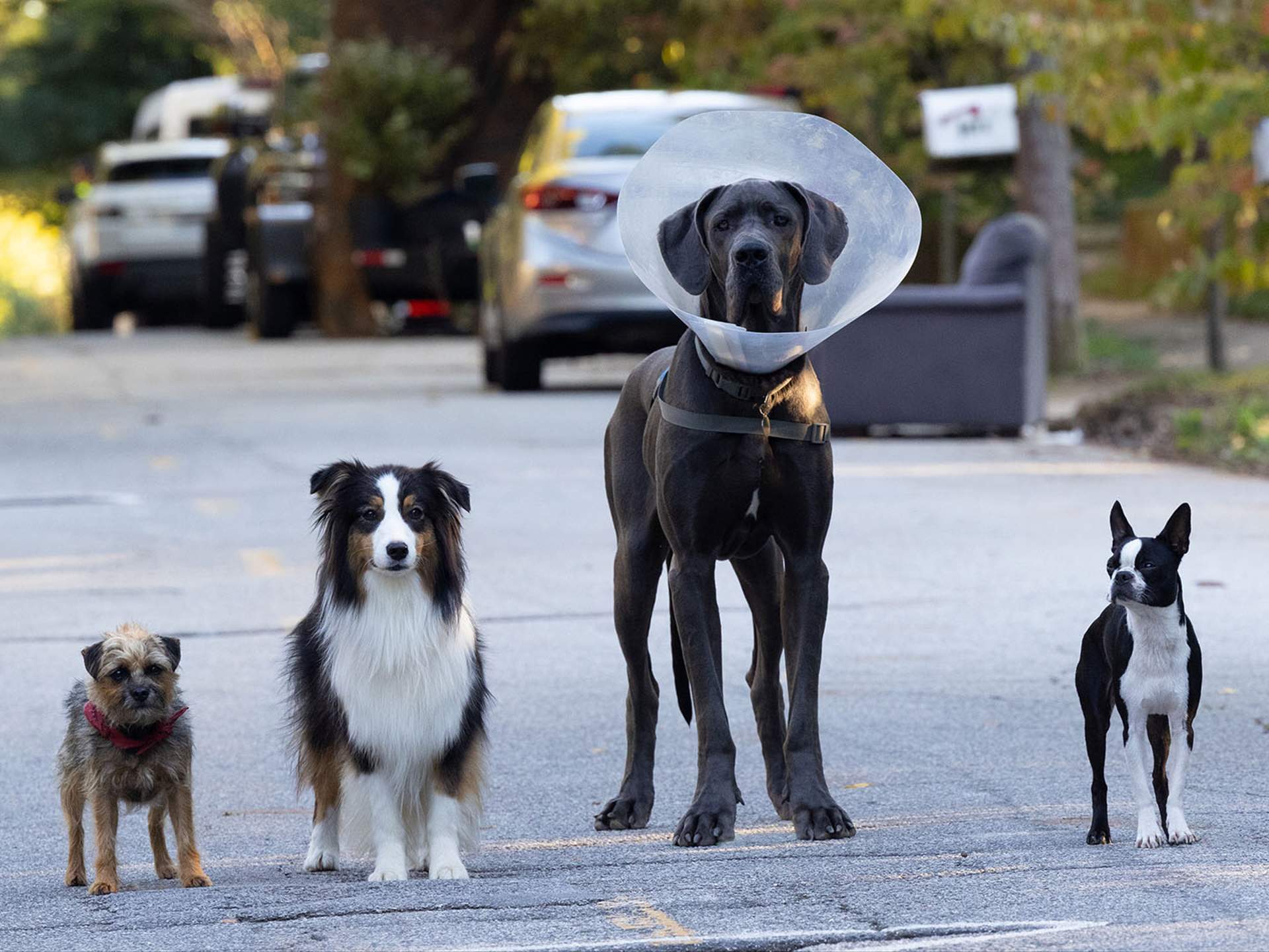 Imagen noticia Los perros se toman las salas de cine