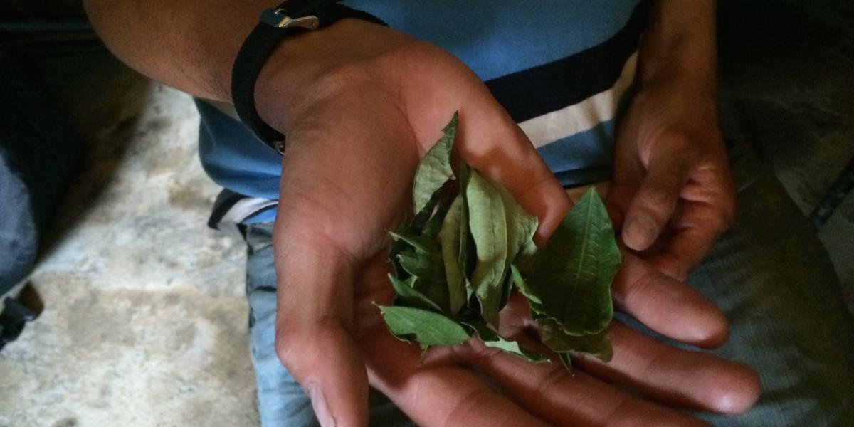 Imagen noticia Universidad Distrital participa en el estudio sobre la hoja de coca