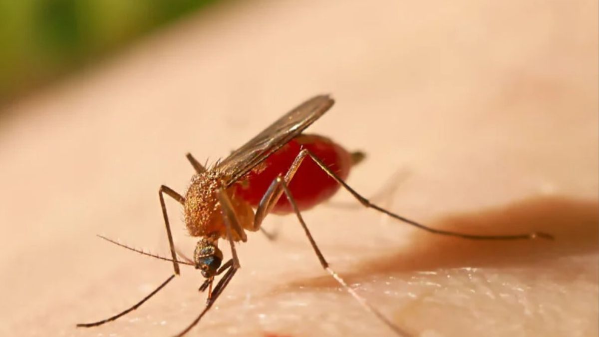 Imagen noticia MinSalud alerta por nuevos casos de fiebre amarilla en Colombia