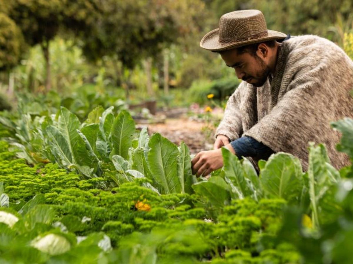 Imagen noticia Productores rurales de Bogotá podrán acceder a créditos más fácilmente