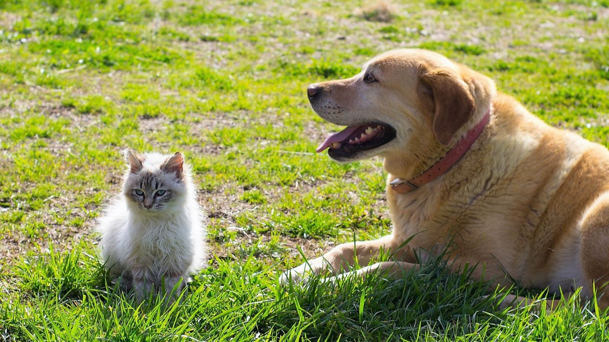 Imagen noticia Salvando vidas: Nuevo protocolo para proteger animales en emergencias