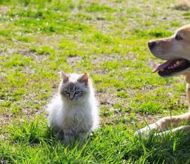 Foto:  Portal veterinaria